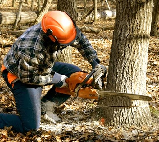 Tree Removal in Irvington, IL